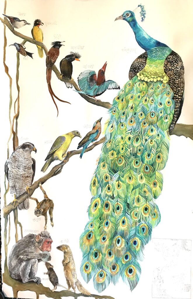 Peacock. "The Languages of India" by Andrés Silva Vignoli