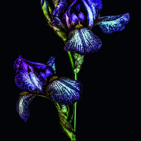 Iris germanica, by Dale Grant